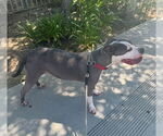 Small American Staffordshire Terrier