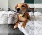 Small #5 American Pit Bull Terrier Mix