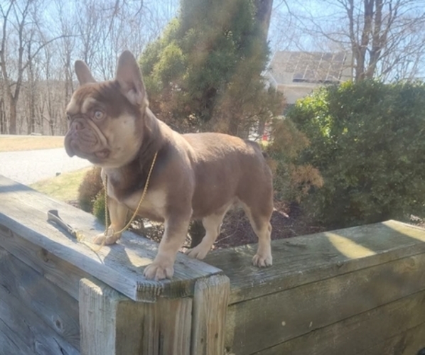 Medium Photo #2 French Bulldog Puppy For Sale in DANBURY, CT, USA