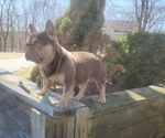 Small #1 French Bulldog