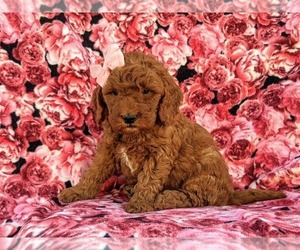 Goldendoodle Puppy for sale in LEOLA, PA, USA