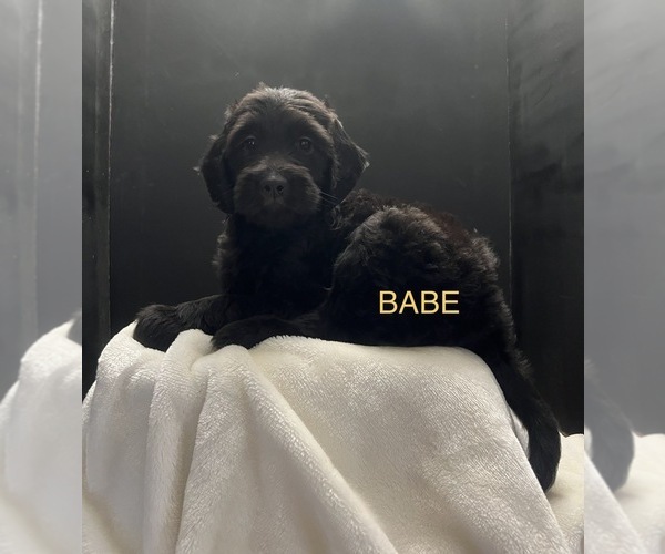 Medium Photo #1 Labradoodle Puppy For Sale in SAN ANTONIO, TX, USA