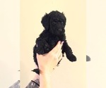 Puppy Hot Pink Goldendoodle (Miniature)