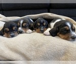 Small #2 Basset Hound