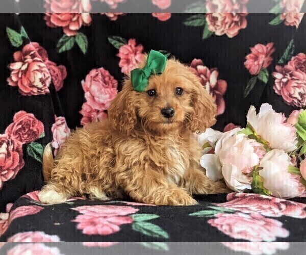 Medium Photo #5 Cavapoo-Poodle (Miniature) Mix Puppy For Sale in BIRD IN HAND, PA, USA