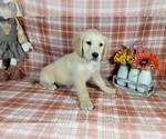 Small Photo #62 Golden Retriever Puppy For Sale in FALCON, CO, USA