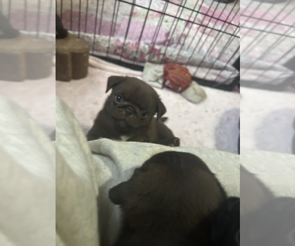 Medium Photo #11 Pug Puppy For Sale in BLOOMINGTON, IL, USA