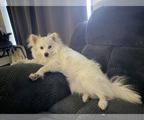 Medium Photo #3 American Eskimo Dog Puppy For Sale in Pikesville, MD, USA