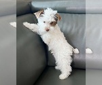 Small #11 Yorkshire Terrier