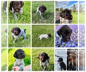 German Wirehaired Pointer Puppy for sale in FARMINGTON, MO, USA