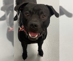 Mutt Dogs for adoption in St. Cloud, FL, USA