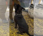 Small #1 Labrador Retriever Mix