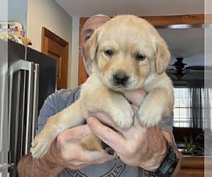 Medium Labrador Retriever