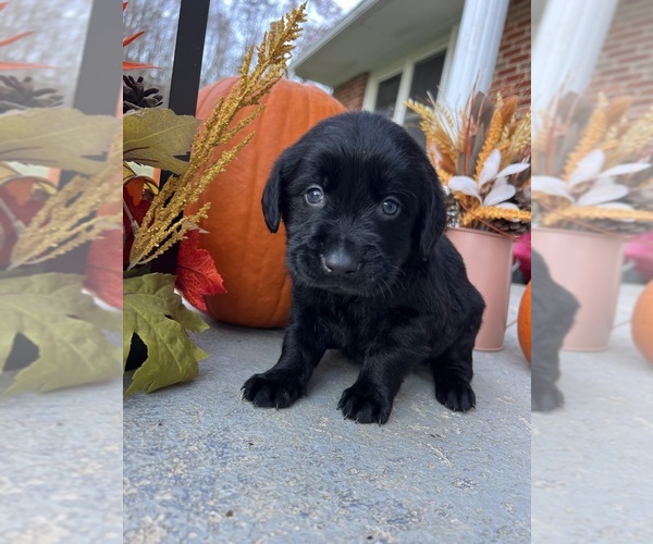 Medium Photo #2 Labrador Retriever Puppy For Sale in NEOLA, WV, USA