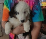Small Photo #1 Australian Shepherd Puppy For Sale in TUCSON, AZ, USA