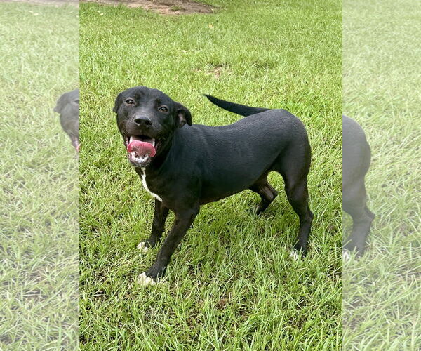 Medium Photo #2 Mutt Puppy For Sale in Eastman, GA, USA