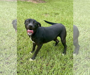 Trixie - Female Mutt Dog for Adoption - Photo #2