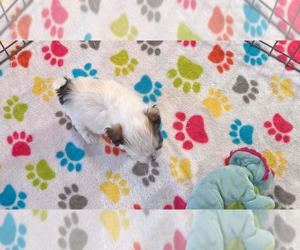 Medium Photo #6 Havapoo Puppy For Sale in ORO VALLEY, AZ, USA