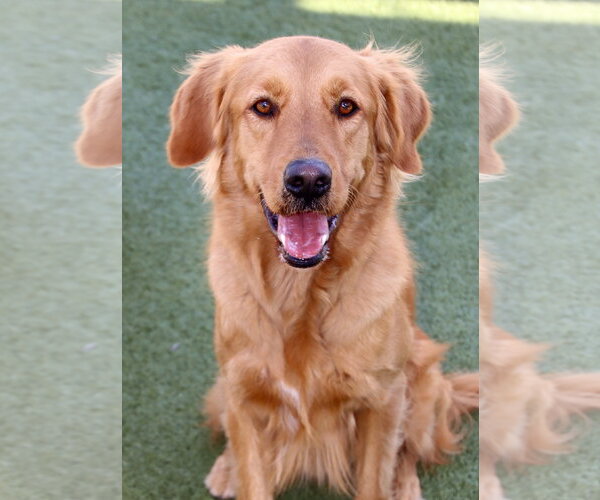 Medium Photo #2 Golden Retriever Puppy For Sale in Glendale , AZ, USA