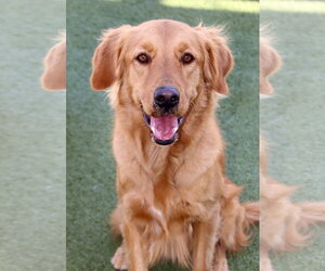 Finn - Male Golden Retriever Dog for Adoption - Photo #2
