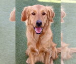 Small Photo #2 Golden Retriever Puppy For Sale in Glendale , AZ, USA