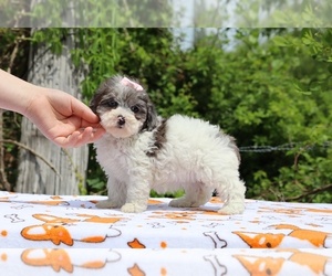 Poodle (Toy) Puppy for sale in DYERSBURG, TN, USA
