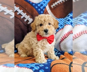 Bichpoo Puppy for sale in LINCOLN UNIV, PA, USA