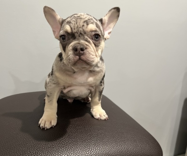 Medium Photo #10 French Bulldog Puppy For Sale in OAKLAND, NJ, USA