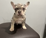 Small Photo #10 French Bulldog Puppy For Sale in OAKLAND, NJ, USA