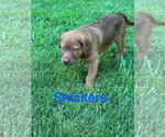 Small #5 Labrador Retriever Mix