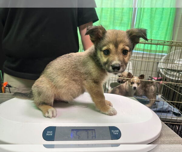 Medium Photo #4 Australian Shepherd-German Shepherd Dog Mix Puppy For Sale in SHERBURNE, NY, USA