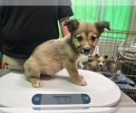 Small #3 Australian Shepherd-German Shepherd Dog Mix