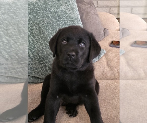 Medium Photo #1 Labrador Retriever Puppy For Sale in VICTORVILLE, CA, USA