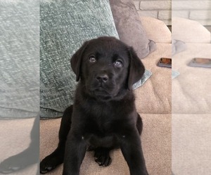 Medium Labrador Retriever