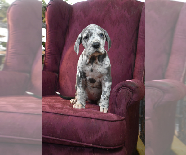 Medium Photo #19 Great Dane Puppy For Sale in DANIELSON, CT, USA
