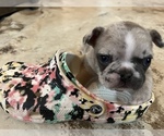 Small Photo #12 French Bulldog Puppy For Sale in MIDLOTHIAN, TX, USA