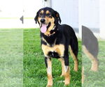 Small #1 Labrador Retriever Mix