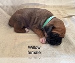 Puppy Willow Boxer