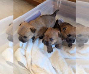 Cairn Terrier Litter for sale in CANTON, MI, USA