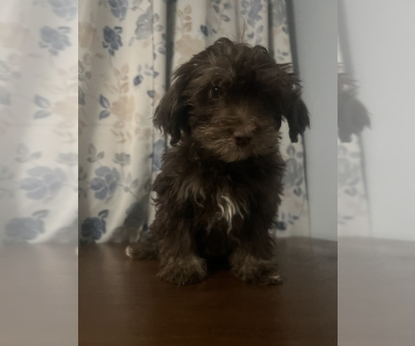 Medium Photo #48 Havanese Puppy For Sale in DURHAM, CT, USA