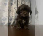 Small #47 Havanese