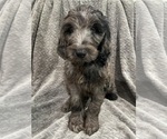 Puppy Lily Goldendoodle