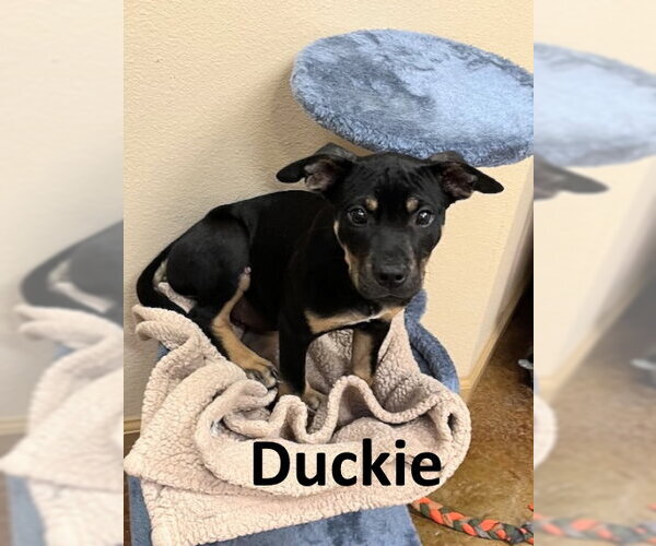 Medium Photo #2 Rottweiler-Unknown Mix Puppy For Sale in Mountain View, AR, USA