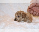 Small #10 Poodle (Toy)