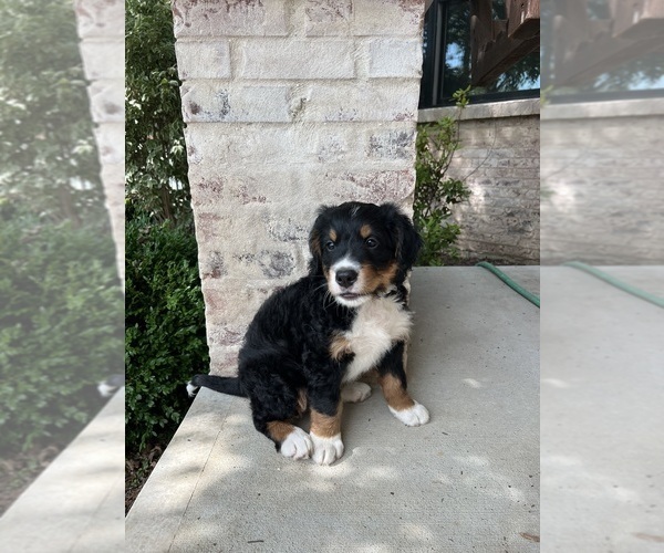 Medium Photo #27 Bernedoodle Puppy For Sale in MARTINSVILLE, IN, USA