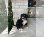 Puppy Jace Bernedoodle