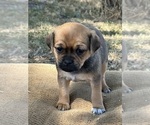 Small Photo #5 Miniature Australian Shepherd-Pug Mix Puppy For Sale in MITCHELL, OR, USA