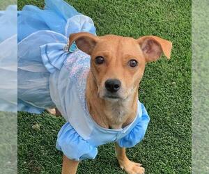 Chihuahua-Unknown Mix Dogs for adoption in San Diego, CA, USA