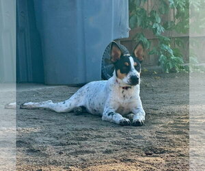 Luna - Female Mutt Dog for Adoption - Photo #3