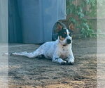 Small Photo #3 Mutt Puppy For Sale in Paso Robles, CA, USA